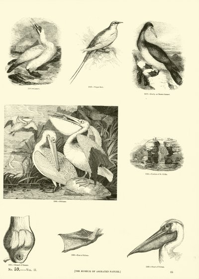 Página del Museo Pictórico de la Naturaleza Animada de English School